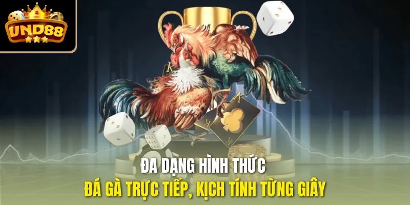 Đa dạng hình thức đá gà trực tiếp, kịch tính từng giây