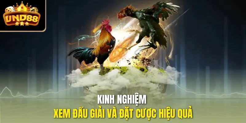 Kinh nghiệm xem đấu giải và đặt cược hiệu quả